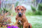 Un Rhodesian Ridgeback assis dans un jardin et face &agrave; l'objectif