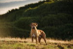 Un Rhodesian Ridgeback en promenade &agrave; la campagne