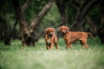 Deux jeunes Rhodesian Ridgeback en promenade dehors