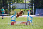 Un Rhodesian Ridgeback en train de sauter un obstacle