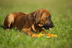 Un chiot Rhodesian Ridgeback allong&eacute; dans l'herbe