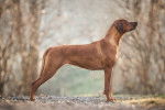 Photo Rhodesian Ridgeback