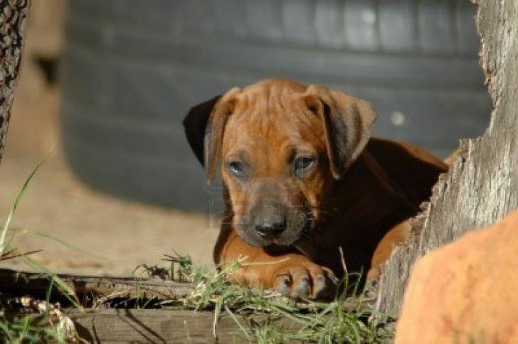 Bengie - Rhodesian Ridgeback M&acirc;le (1 mois)