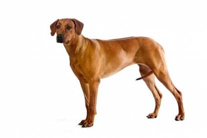 Un Rhodesian Ridgeback sur fond blanc