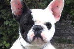 Bouledogue Français - Bouledogue Français