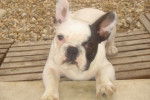 bozo - Bouledogue Français