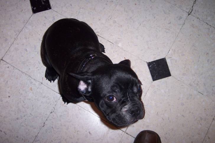 Abbie - Bouledogue Français (8 mois)