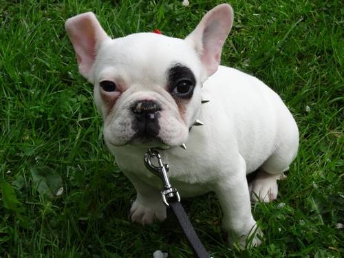 Bozo - Bouledogue Français Mâle (4 mois)