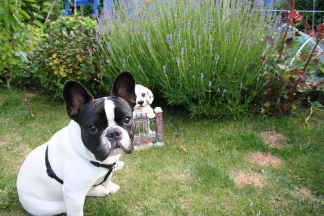 Bouledogue français - Bouledogue Français
