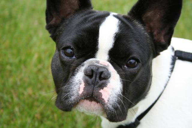 Bouledogue français - Bouledogue Français