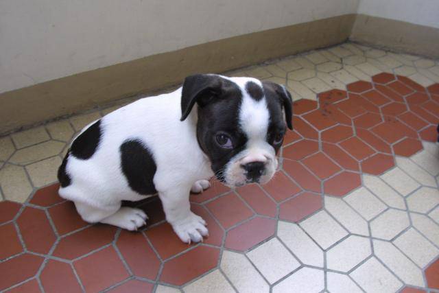 Bud le bouledogue français - Bouledogue Français