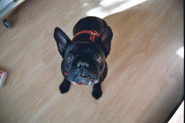 bouledogue français PLAY-BOY - Bouledogue Français