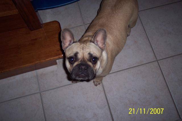 bouledogue français BEVERLY - Bouledogue Français