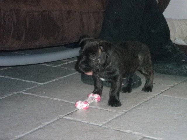 Bouledogue Français croisé Yorkshire / Filibert - Bouledogue Français