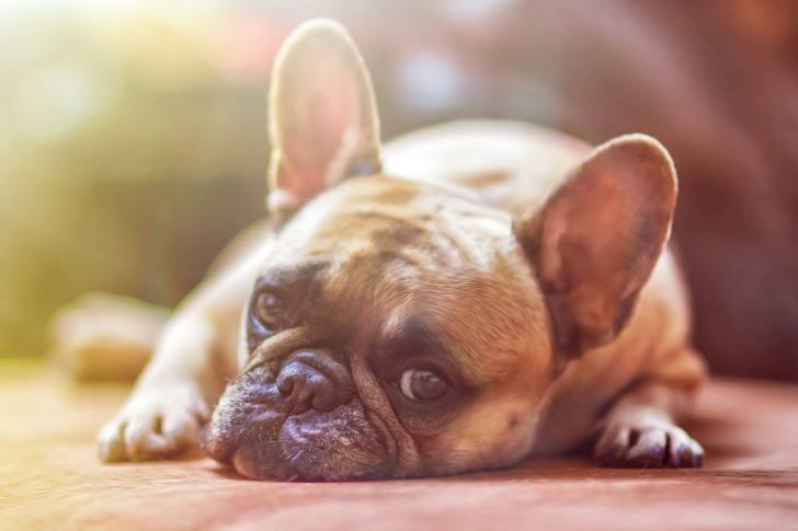Bouledogue français - Bouledogue Français