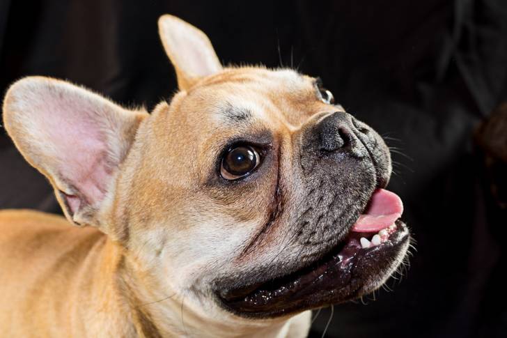 Le Bouledogue Français - Bouledogue Français