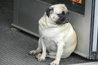 Photo Bouledogue Français