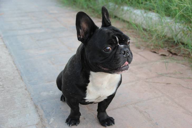Photo Bouledogue Français