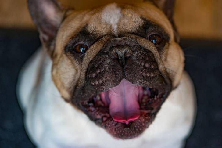 Photo Bouledogue Français