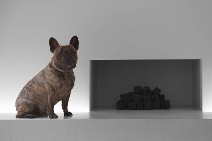 Photo Bouledogue Français