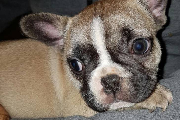 Bouledogue Français Très simpa a donner - Bouledogue Français Mâle (3 mois)