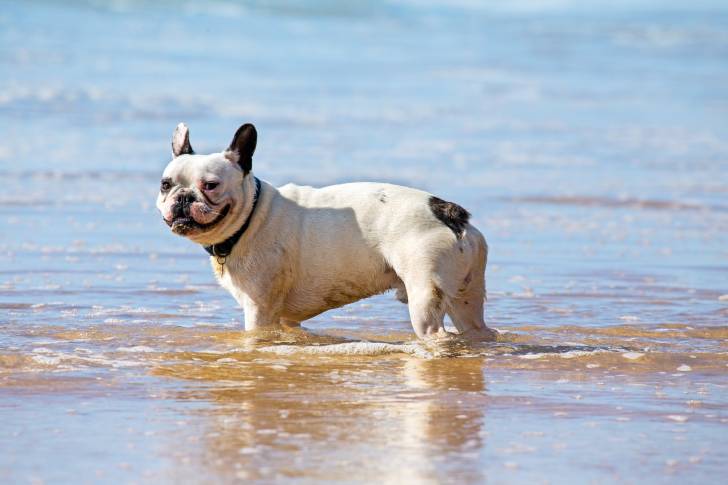 Photo Bouledogue Français