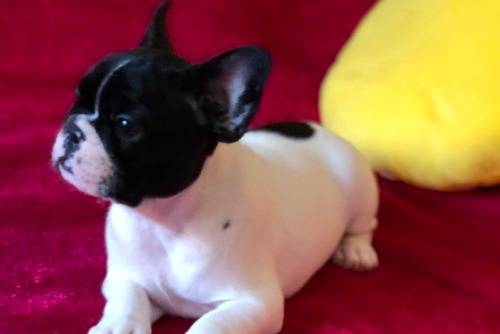 luna - Bouledogue Français (3 mois)