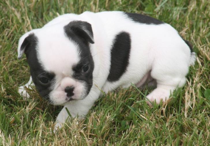 luna - Bouledogue Français (3 mois)