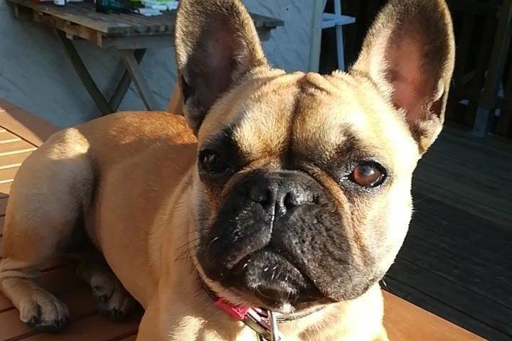 Olie - Bouledogue Français (1 an et 1 mois)