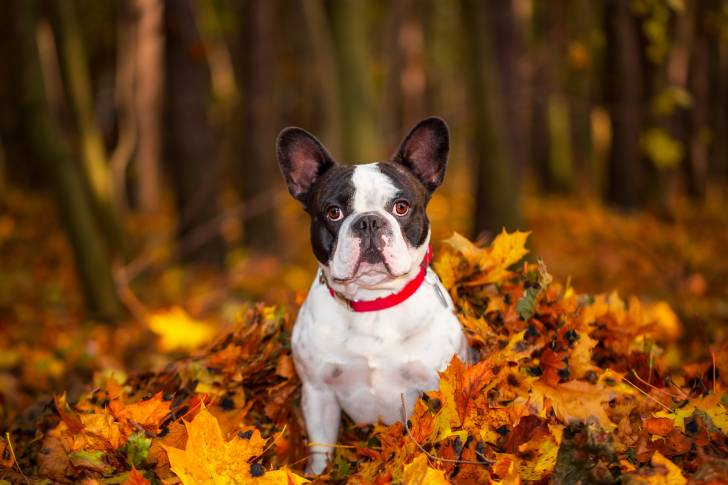 Photo Bouledogue Français