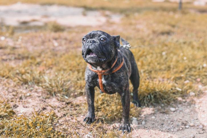 Photo Bouledogue Français