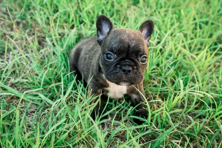 Photo Bouledogue Français