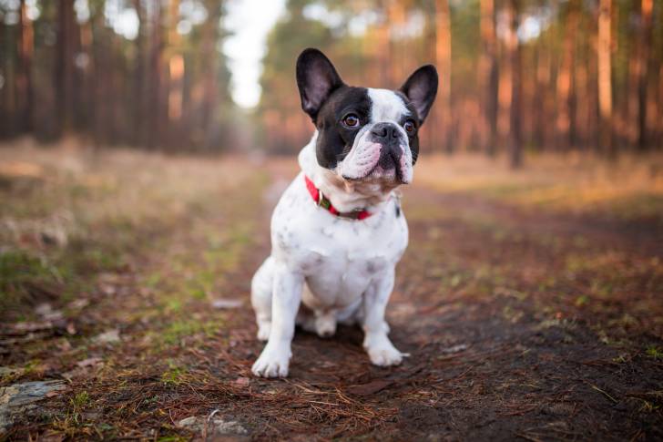 Photo Bouledogue Français