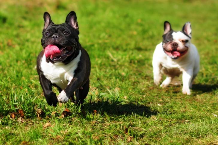 Photo Bouledogue Français