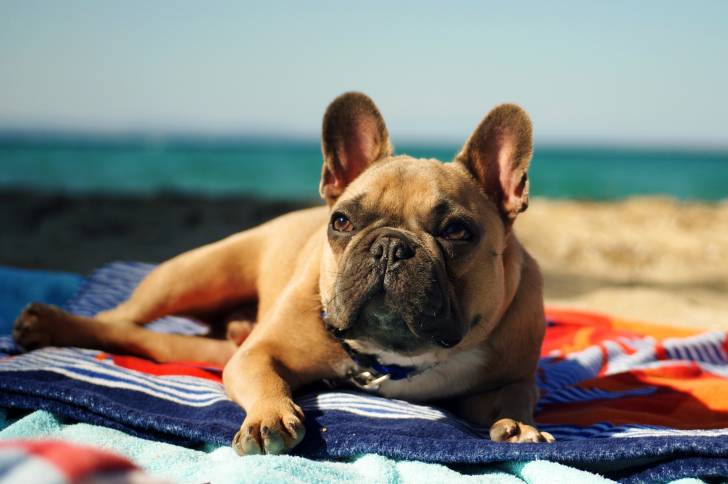 Photo Bouledogue Français