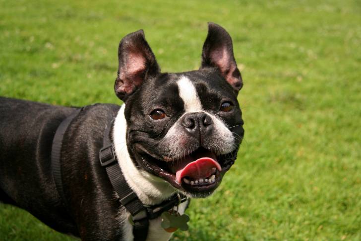 Photo Bouledogue Français