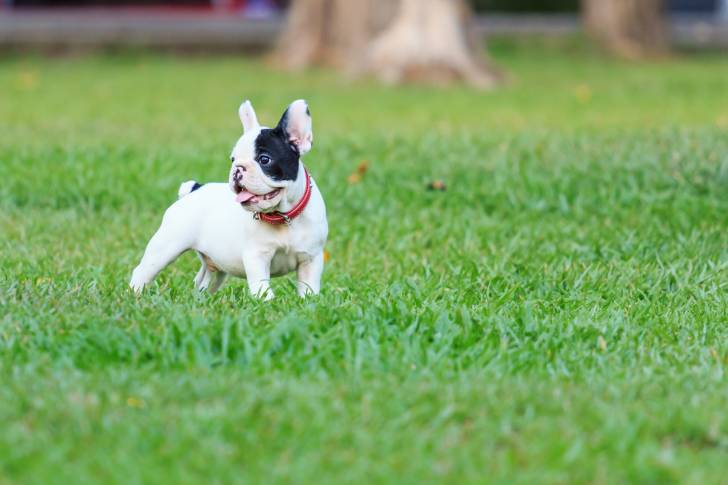 Photo Bouledogue Français