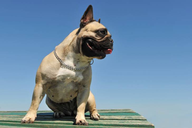 Photo Bouledogue Français