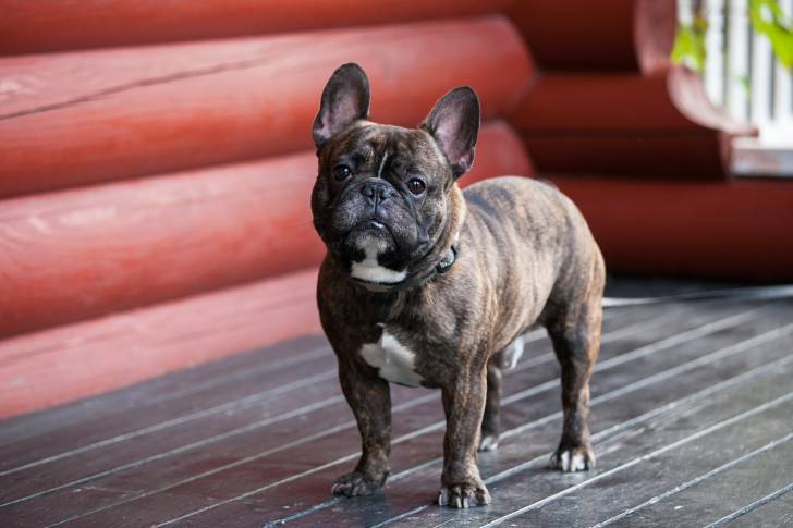 Photo Bouledogue Français