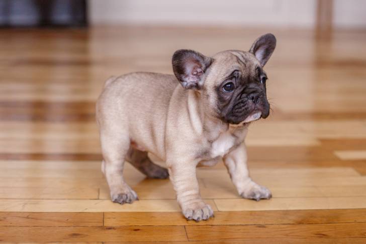 Photo Bouledogue Français