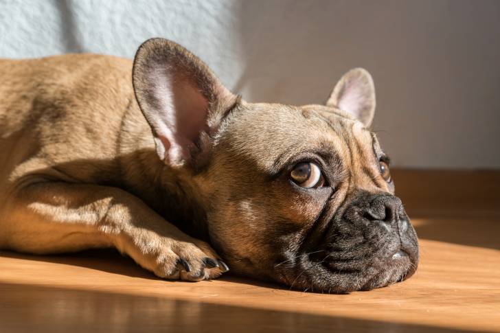 Photo Bouledogue Français