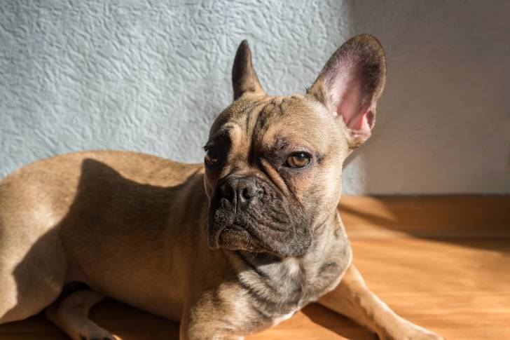 Photo Bouledogue Français