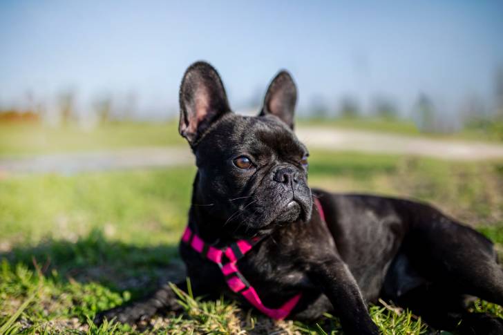 Photo Bouledogue Français