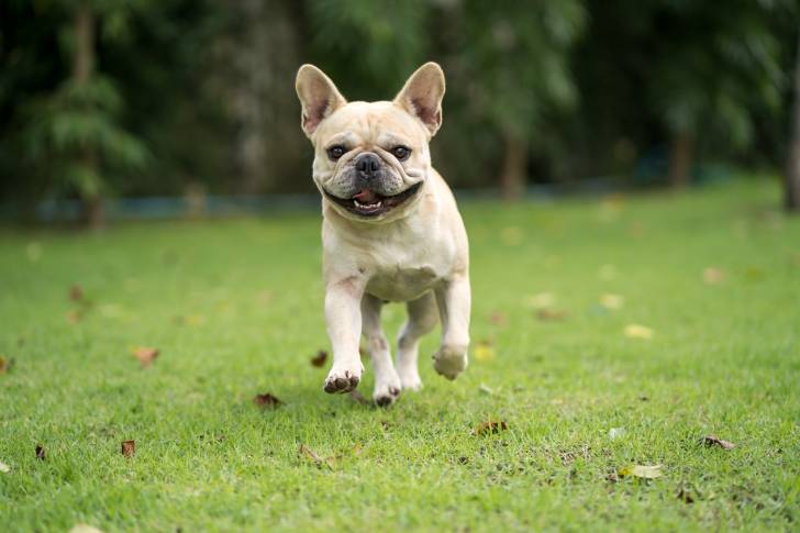 Photo Bouledogue Français