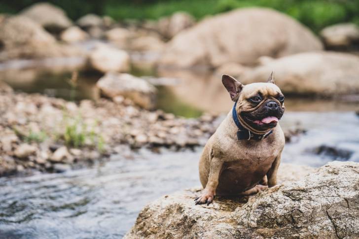 Photo Bouledogue Français