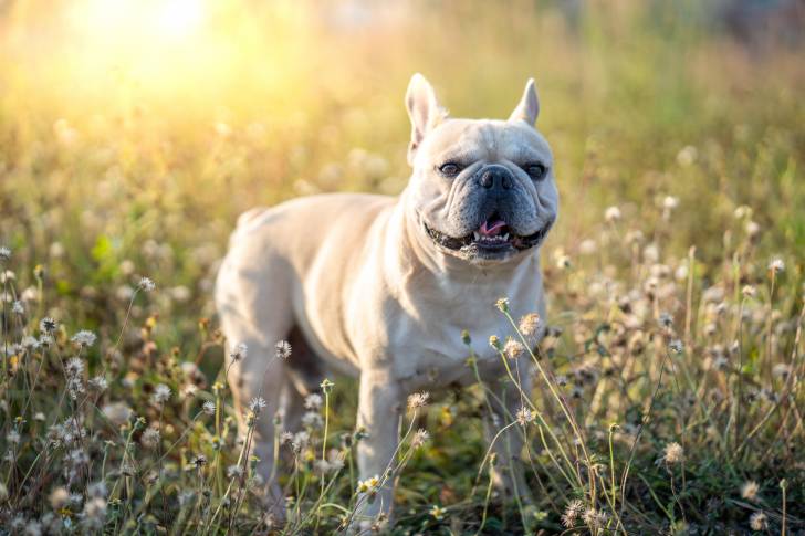 Photo Bouledogue Français
