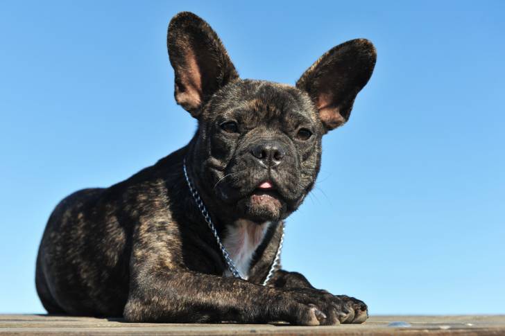 Photo Bouledogue Français