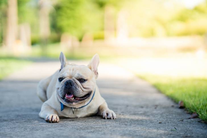 Photo Bouledogue Français