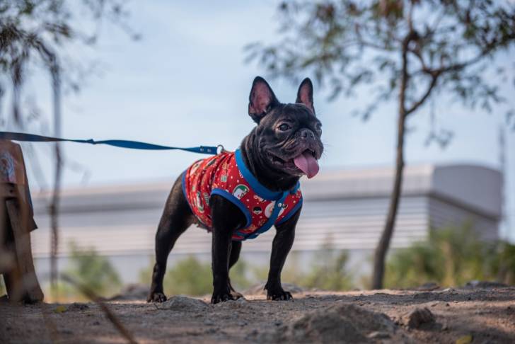 Photo Bouledogue Français