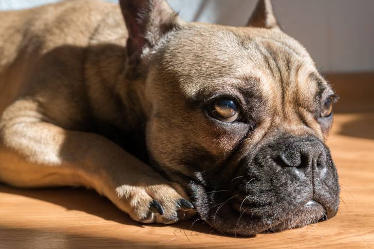 Vue proche d'un Bouledogue Français allongé sur le parquet